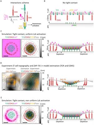 Bayesian metamodeling of early T-cell antigen receptor signaling accounts for its nanoscale activation patterns